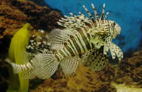 支持离线使用的ddos攻击工具